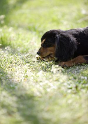 千葉県にある犬の長期預かりなら