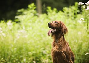 豆柴の子犬販売をしているショップ