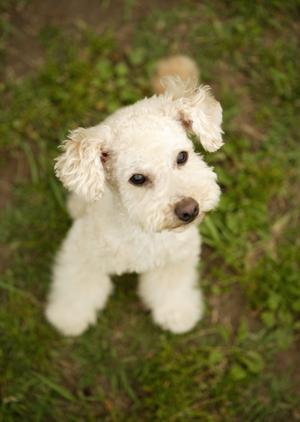 旭川市にある緑の森どうぶつ病院：最新設備と充実の診療体制でペットの健康をサポート